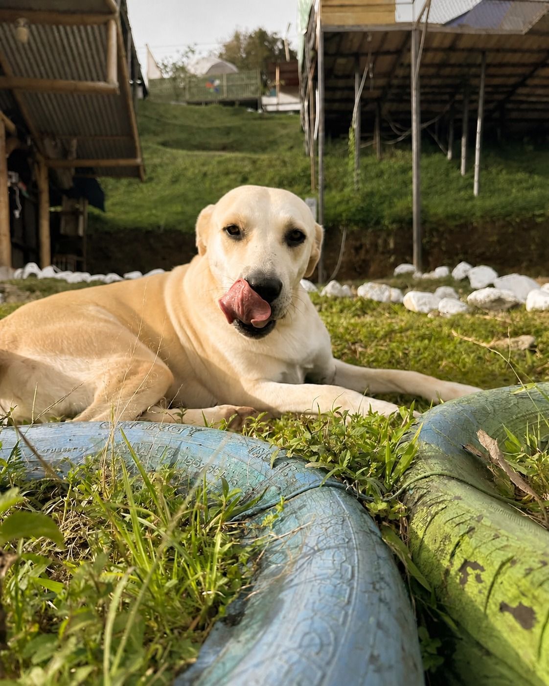 Un perro descansa junto a un canal de agua en una zona verde.